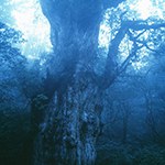 forest01
